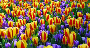 Parque de flores, De Keukenhof, Tulipas