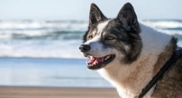 Best Dog-Friendly Rentals Anna Maria Island