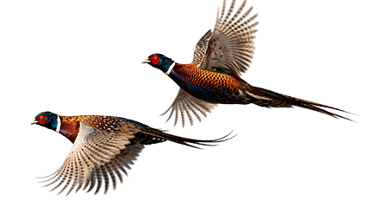 wo ring-necked pheasants in flight, a popular upland game bird for guided hunting trips in the Texas Panhandle.