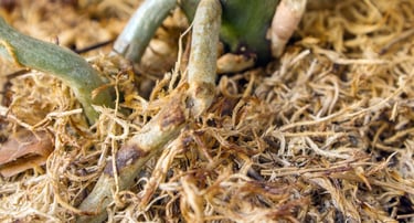 how to fix problems in sphagnum moss for houseplants