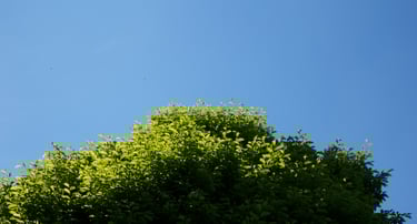 Corporate well-being: Tree with a blue sky in the background