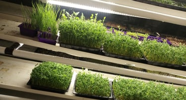 a picture of Early Greens microgreens nursery