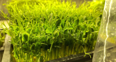  micro pea
