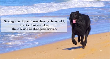 A happy black dog running on a sandy beach with an inspirational dog rescue quote overlay.