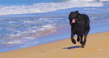 a dog running on the beach with a dog