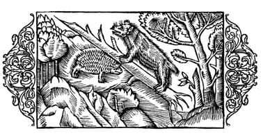A bear and hedgehog from Olaus' History of the Nordic Peoples