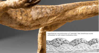 eudibamus hautstruktur