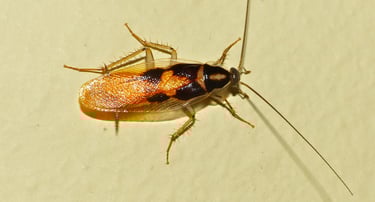 Καστανή κατσαρίδα (Supella longipalpa)