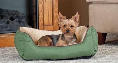 a yorkshier terrier in a cozy green dog bed