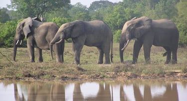 A group of Elephant in Mole National Park in Ghana