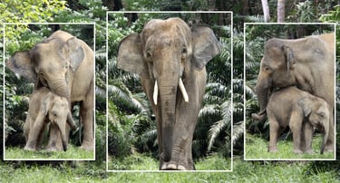 A tusked Asian elephant stands with a mother and baby calf in a tropical jungle wildlife sanctuary.