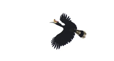A Rhinoceros Hornbill with black plumage and a red-orange casque flying against a white sky.