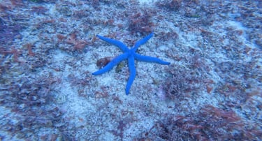 A vibrant blue starfish rests on a sandy ocean floor surrounded by marine reef plants and coral.