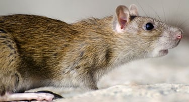 Brown house rat