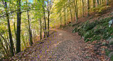 Rota das Faias na Serra da Estrela