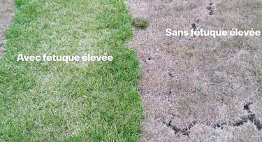 Fétuque élevée résistance à la sécheresse et chaleur