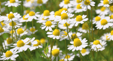Chamomile