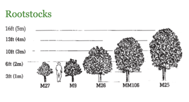 Rootstock