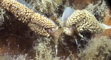 Nudibranche Faceline de Pruvot Fol