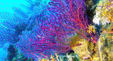 Gorgonnes de méditerranée