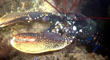 Homard Cap Ferret