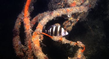 Poisson Sar tambour au Cap Ferret