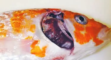 Koi Herpesvirus (KHV) 