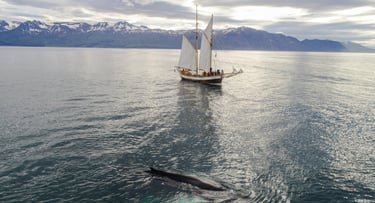 naviguer et observation baleine dans le détroit de MAgellan