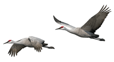 Two Sandhill Cranes with red heads in mid-flight