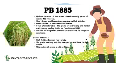 Infographic for PB 1885 high-yielding Basmati rice seeds by Kavya Seeds Pvt. Ltd.
