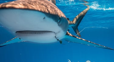 requin nathlasselin de face avec un hameçon dans la bouche