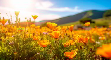 Siembra de amapola de california