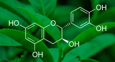 Hojas de te verde y representación química de catequinas