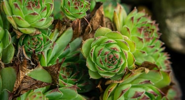 Rodiola para hacer infusiones que reduzcan el cortisol