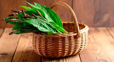 Plantas de psyllium en una cesta