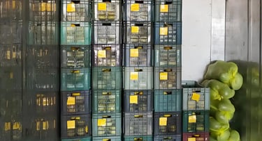 a bunch of fruit in a storage room by swastik exim