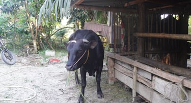 Sapi 11D - Abu Darda 1447H