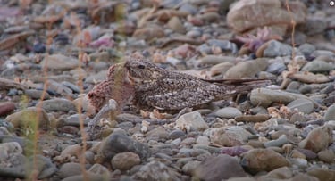 Lesser Nighthawk Documentary