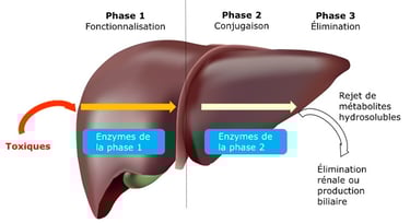 détoxification hépatique