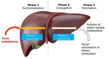 liver detoxification