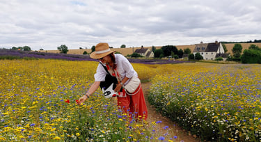 Snowshill Cotswolds lavender farm lady in a feild of lavender 