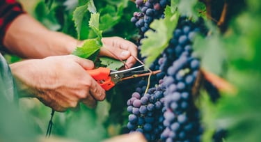 pessoa utilizando tesoura para cortar um cacho de uva cabernet franc