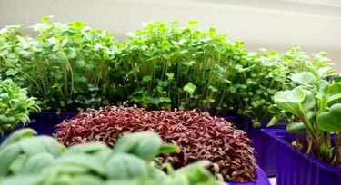 a picture of Early Greens microgreens nursery  produce