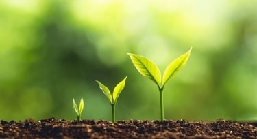 Plantes qui poussent évoquant les problématiques liés à l'évolution