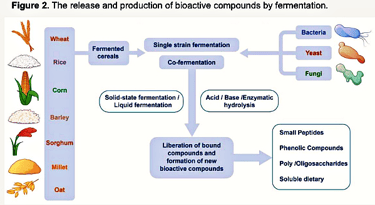 Bioactive compounds in fermented food