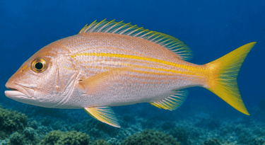 A yellowtail snapper with bright yellow stripes swimming underwater near a coral reef.
