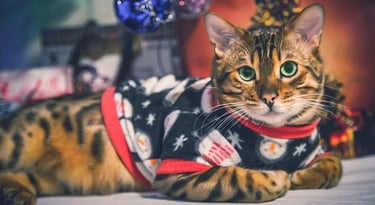 Un gato bengalí de ojos verdes con un suéter navideño estampado de muñeco de nieve..
