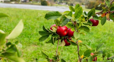 pomme rouge dans un verger bio en Savoie