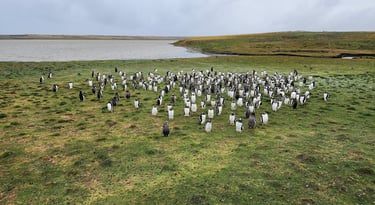 Penguins pose for Lady and The Pirate at Bluff Cove in the Falkland Islands
