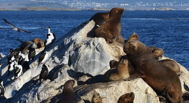 Sea Lion Island plus Cormorants in the Beagle Channel